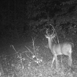 Meet your Posher, Frank